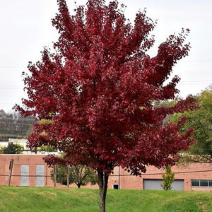 Acer rubrum 'Brandywine' (Érable rouge ‘Brandywine’)