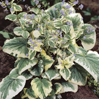 BRUNNERA macrophylla 'Variegata'