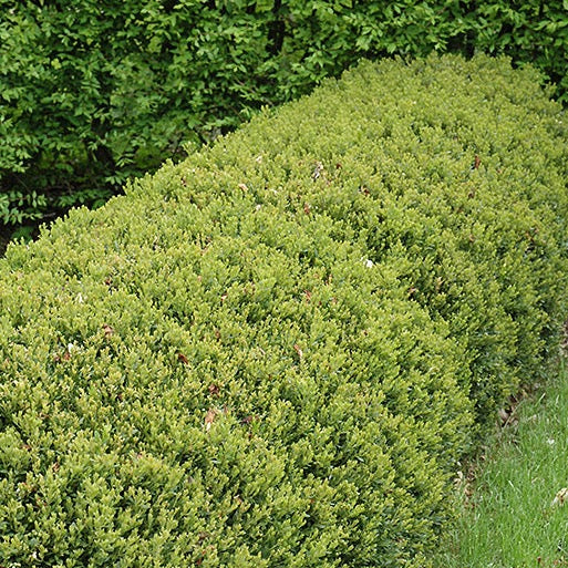 Buxus 'Green Gem' (Buis ‘Green Gem’)