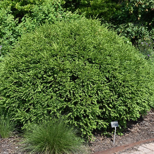 Buxus 'Green Gem' (Buis ‘Green Gem’)