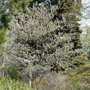 Amelanchier canadensis 'laevis' (Amélanchier glabre)