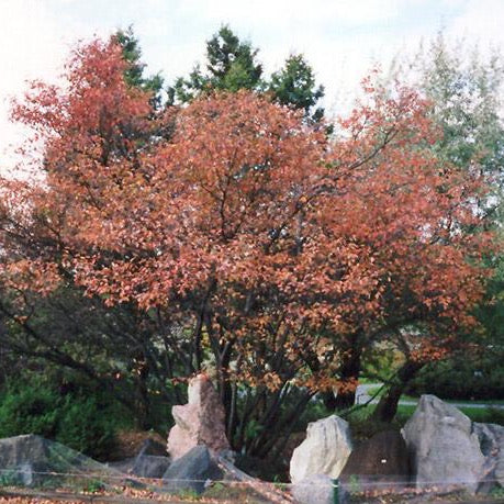 Amélanchier glabre (Amelanchier laevis)