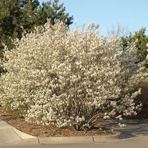 Amelanchier canadensis (talle) (Amélanchier du Canada)