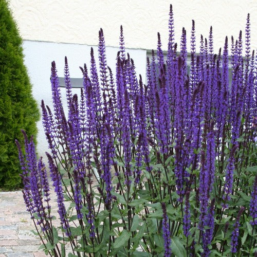 SALVIA nemorosa 'Caradonna' (Sauge 'Caradonna')