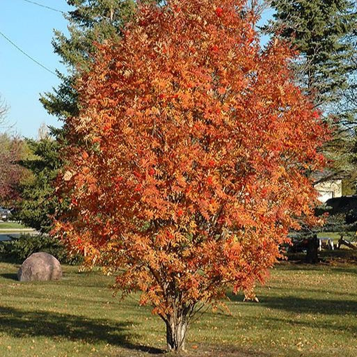 Sorbier des oiseaux 'Cardinal Royal' (Sorbus aucuparia 'Cardinal Royal')