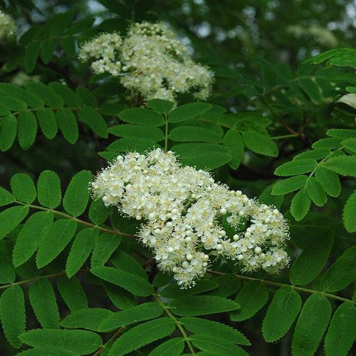 Sorbier des oiseaux 'Cardinal Royal' (Sorbus aucuparia 'Cardinal Royal')