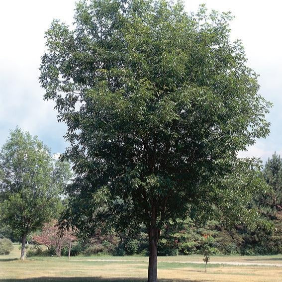 ANCIEN ARBRES : Arbres That Live pour 1,000 Ans Edward, Lewington EUR 7,70 - FR ANCIEN ARBRES : Arbres That Live pour 1,000 Ans Edward, Lewington EUR 7,70 - FR