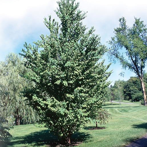 Arbre de Katsura (Cercidiphyllum japonicum)