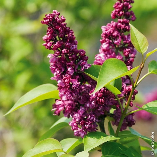 Syringa vulgaris 'Charles Joly' (Lilas commun ‘Charles Joly’)