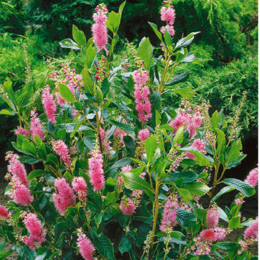 Clethra alnifolia 'Pink Spire' (Clèthre 'Pink Spire')