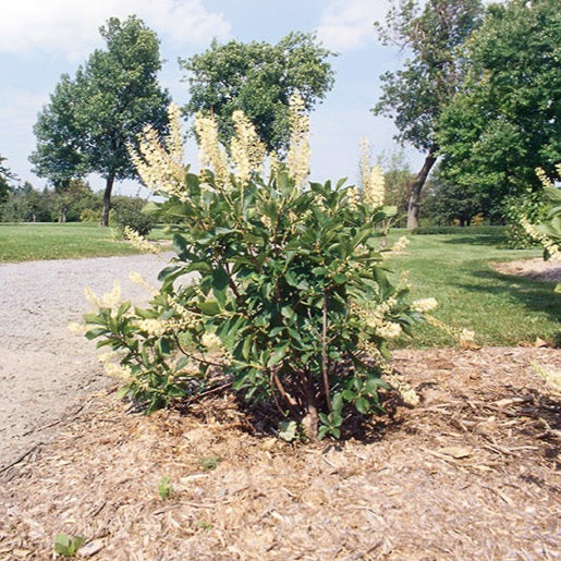 Clethra alnifolia (Clèthre à feuilles d’aulne)