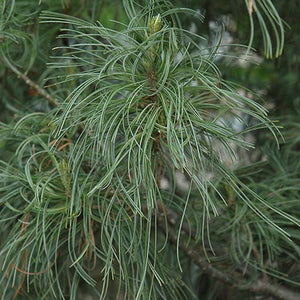 Pinus strobus 'Contorta' (Pin blanc ‘tortueux’)