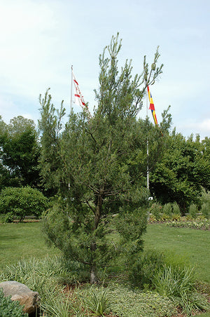 Pinus strobus 'Contorta' (Pin blanc ‘tortueux’)