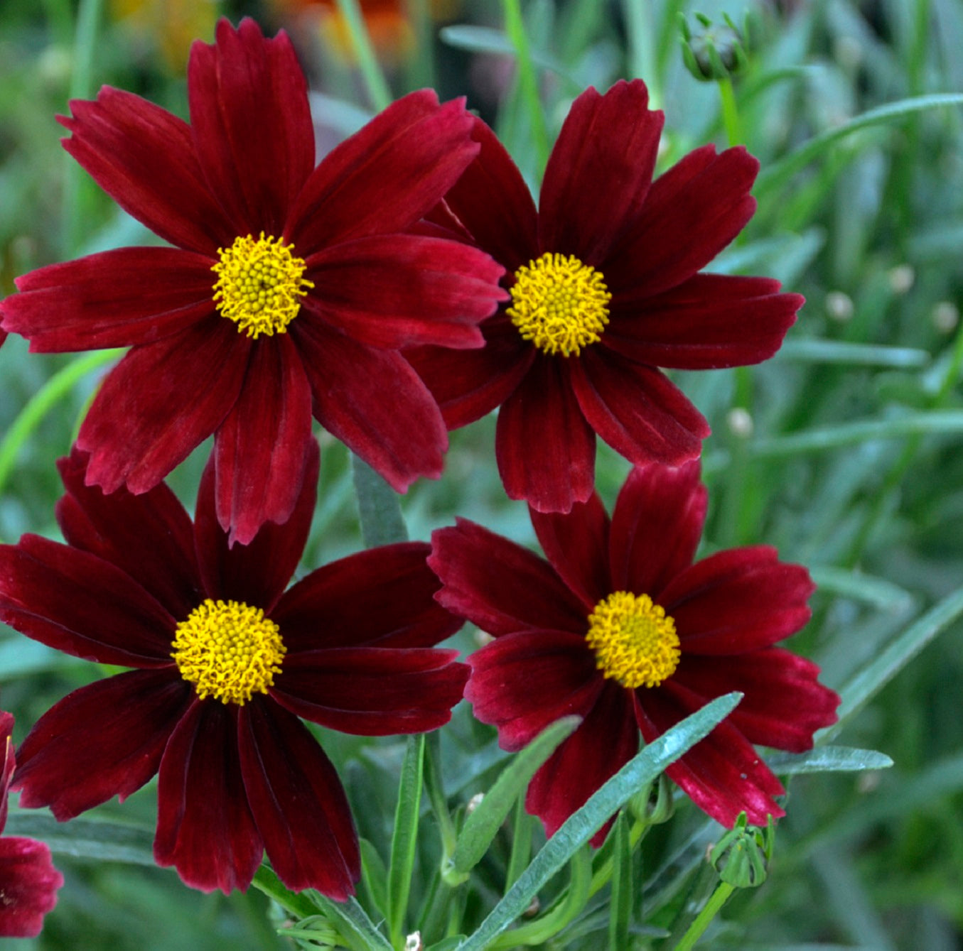 COREOPSIS ‘Red Elf’