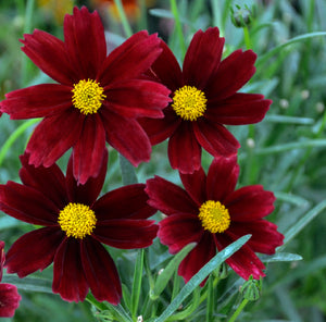 COREOPSIS ‘Red Elf’