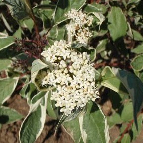 Cornus alba 'argenteo-marginata' (Cornouiller blanc 'argenteo-marginata')