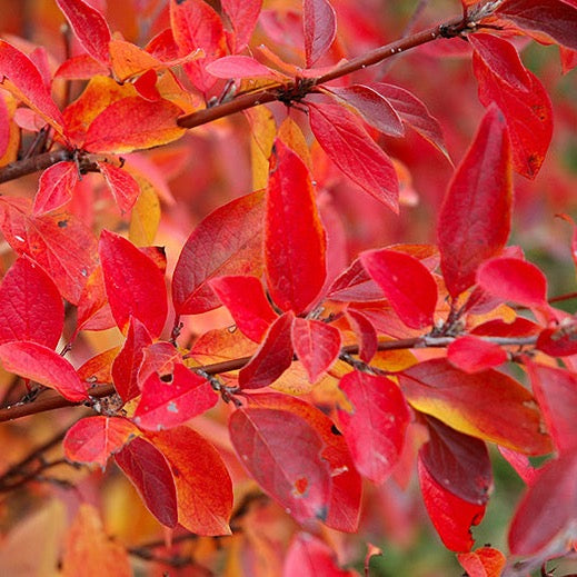 Cotoneaster acutifolius (Cotonéastre de Pékin)