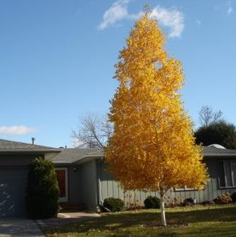 Bouleau de Mandchourie 'Dakota Pinnacle' (Betula platyphylla 'Dakota pinnacle')