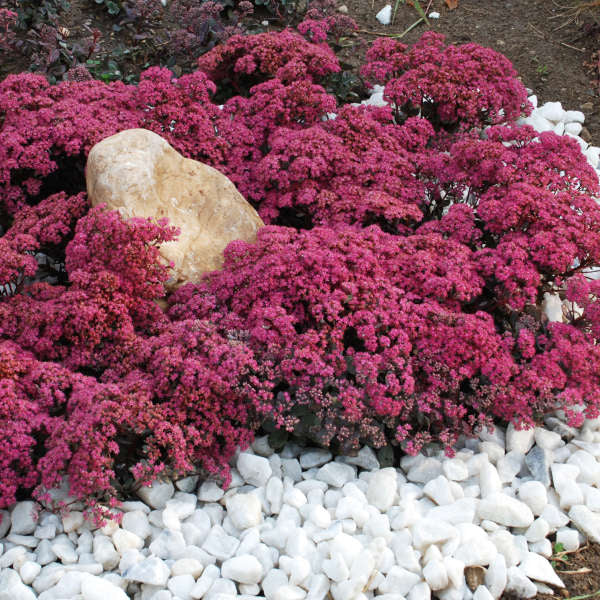 SEDUM sunsparkler 'Dazzleberry' (Orpin bleu 'Sunsparkle')