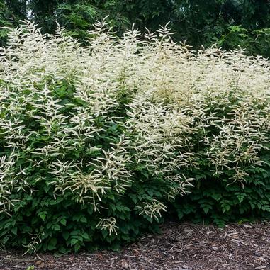 ARUNCUS ‘Misty Lace’