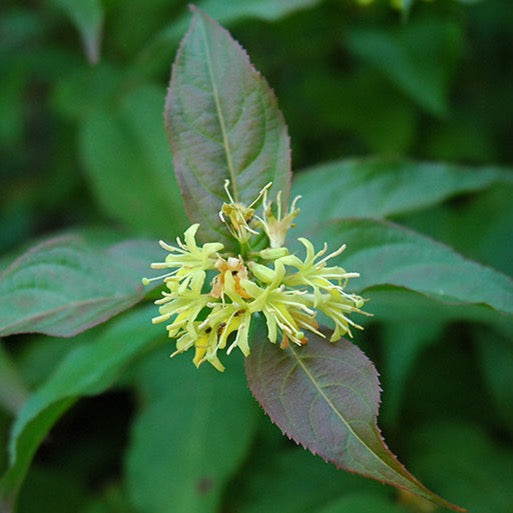 Diervilla lonicera (Dierville chèvrefeuille)