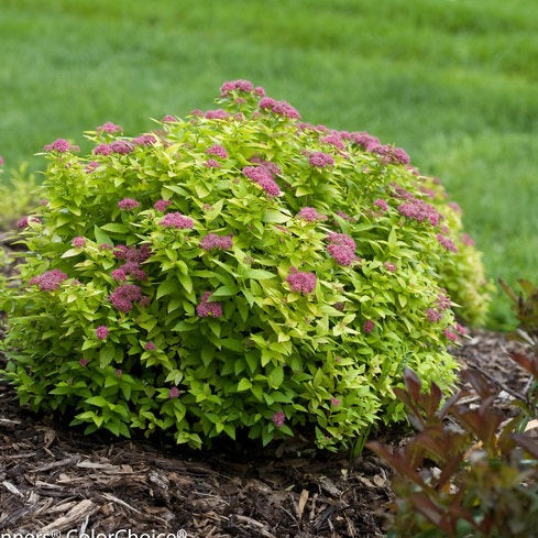 Spiraea japonica 'Double Play Gold' PW (Spirée japonaise ‘Double Play Gold’)