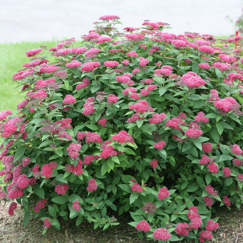 Spiraea japonica 'Double Play Red' PW (Spirée japonaise ‘Double Play Red’)