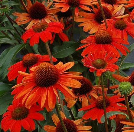 ECHINACEA ‘Kismet intense orange’