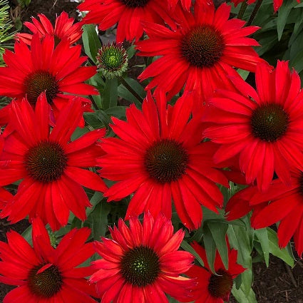 ECHINACEA ‘Kismet Red’