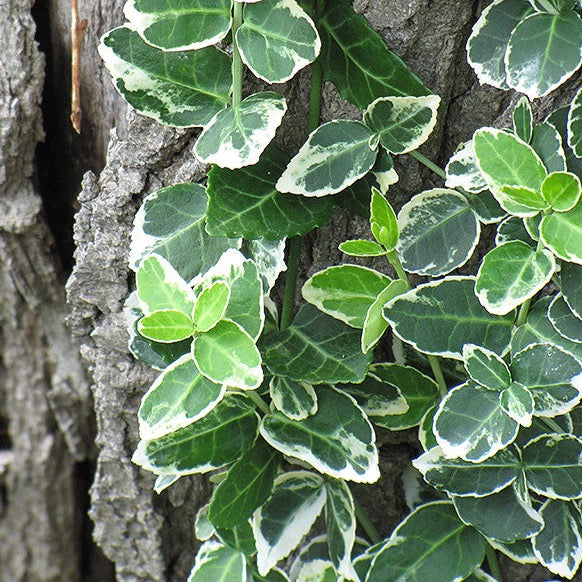 Euonymus fortunei 'Emerald Gaiety' (Fusain de Fortune 'Emerald Gaiety')