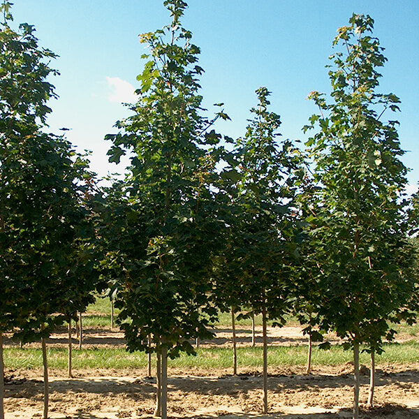 Érable de Norvège ‘Emerald Lustre’ (Acer platanoides 'Emerald Lustre')