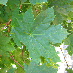 Acer platanoides 'Emerald Lustre' (Érable de Norvège ‘Emerald Lustre’)