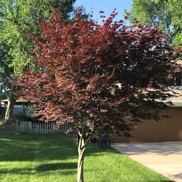 Acer palmatum 'Emperor one' (Érable japonais ‘Emperor One’)