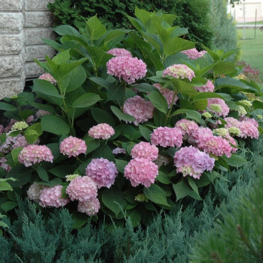 Hydrangea macrophylla 'Endless summer' (Hydrangée macrophylla ‘Endless Summer’)