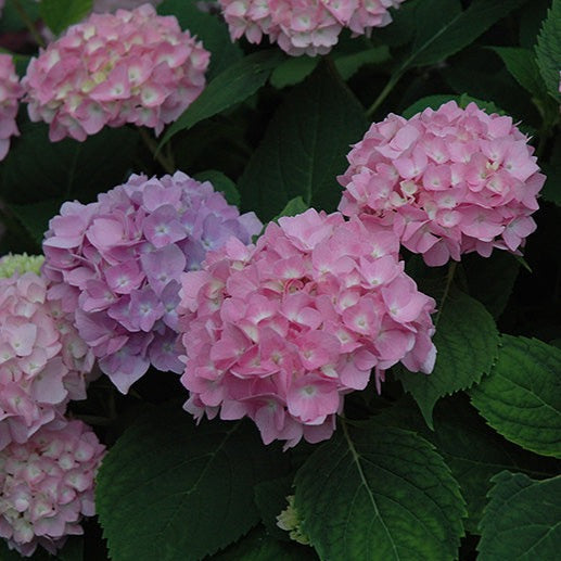 Hydrangea macrophylla 'Endless summer' (Hydrangée macrophylla ‘Endless Summer’)