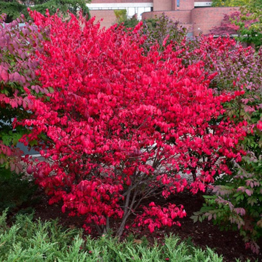 Euonymus alatus 'Compactus' (Fusain ailé nain)