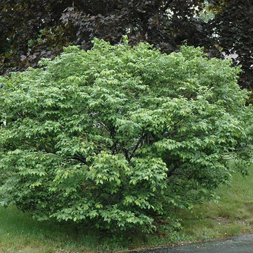 Euonymus alatus 'Compactus' (Fusain ailé nain)