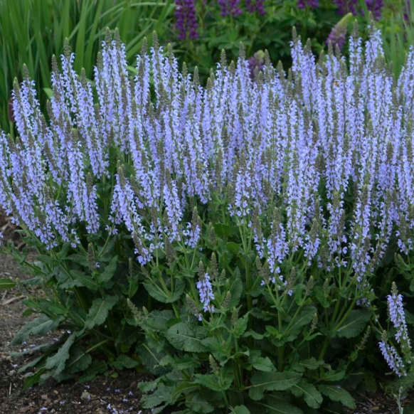 SALVIA nemerosa 'Chrystal Blue'