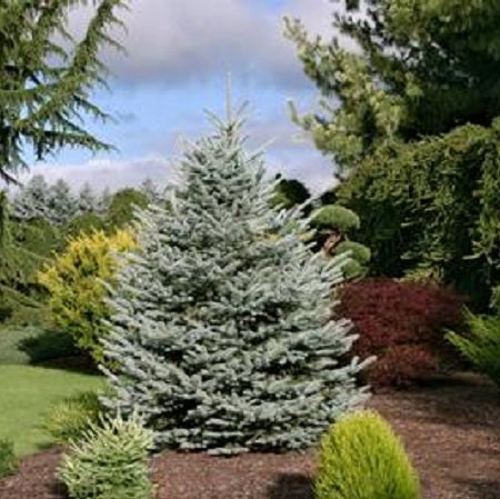 Picea pungens 'Fat Albert' (Épinette bleue ‘Fat Albert’)