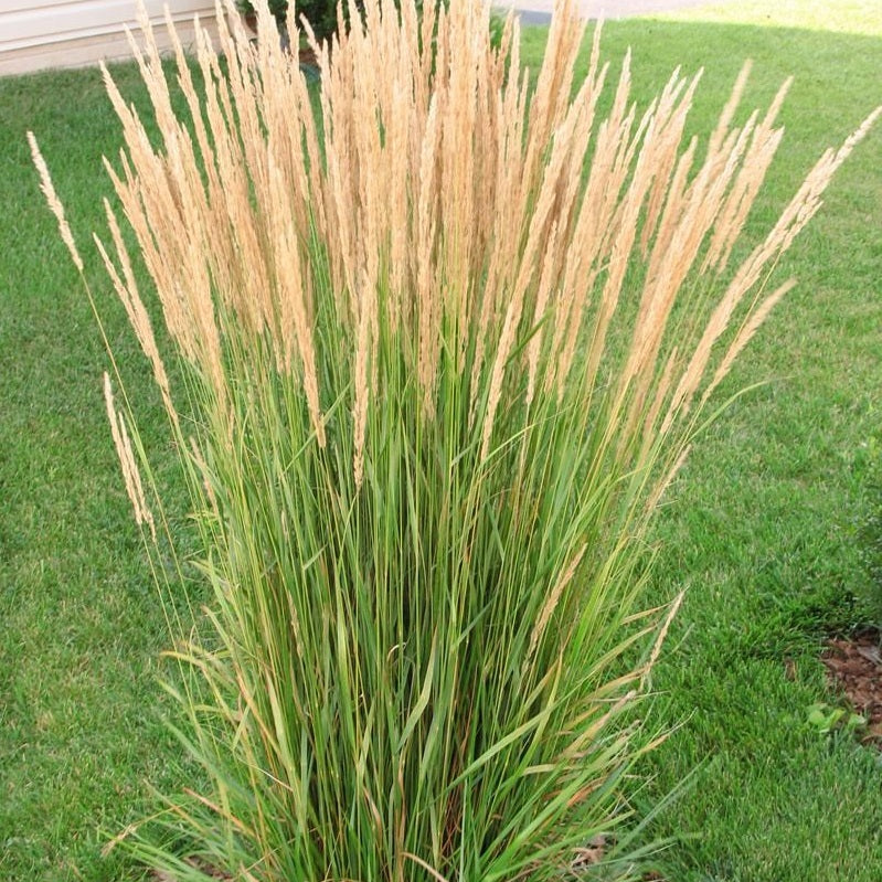 Calamagrostis acutiflora 'Karl Foerster' (Calamagrostide 'Karl Foester')