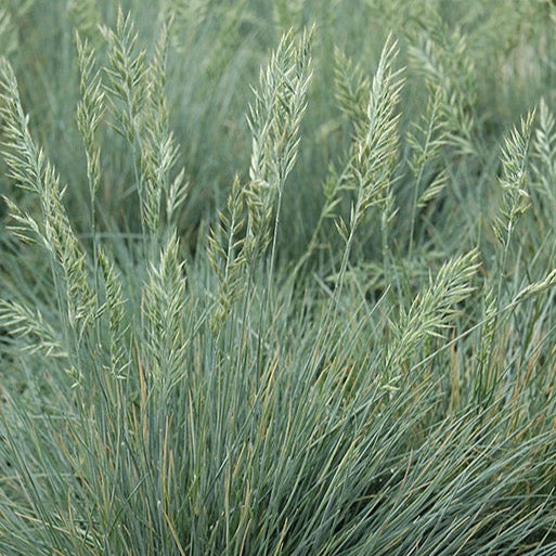 Festuca glauca 'Elijah Blue' (Fetuque bleue 'Elijah blue')