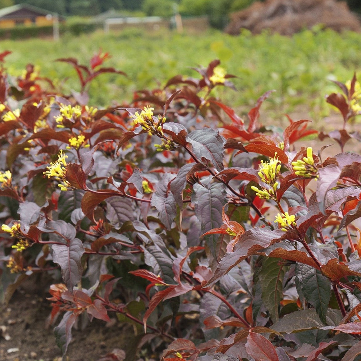 Diervilla 'Firefly Nightglow' BE (Dierville ‘Firefly Nightglow’)