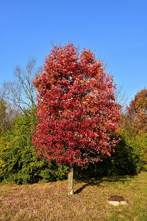 Acer rubrum 'Autumn Flame' (Érable rouge ‘Autumn Flame’)