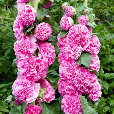 ALCEA rosea ‘Chater’s Double’