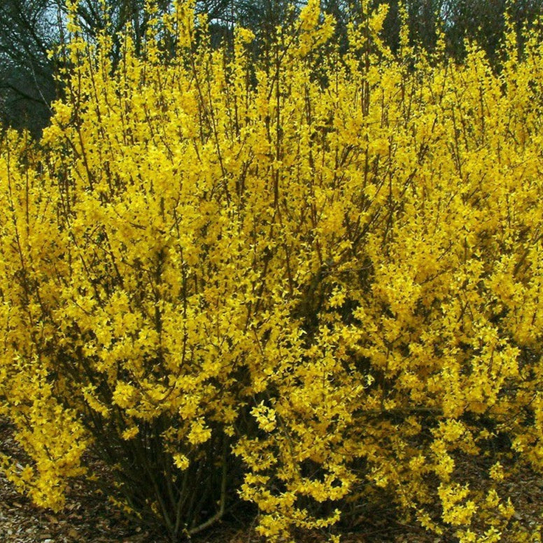 Forsythia intermedia Week-end (Forsythia ´Week-End)