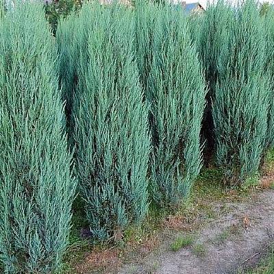 Juniperus virginiana 'Blue Arrow' (Genévrier de Virginie 'Blue Arrow')