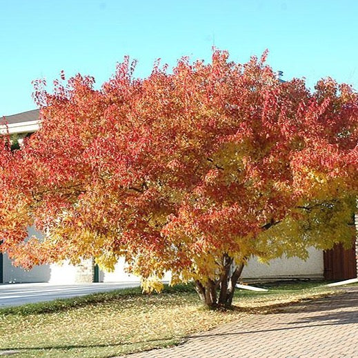 Érable de l’Amur (Acer ginnala)