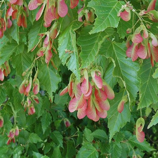 Érable de l’Amur (Acer ginnala)