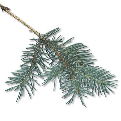 Picea pungens 'glauca' (Épinette bleue du Colorado)