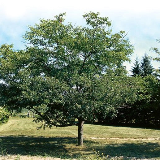 Gleditsia triacanthos 'Imperial' (Févier d’Amérique ‘Imperial’ ou "Impcole")